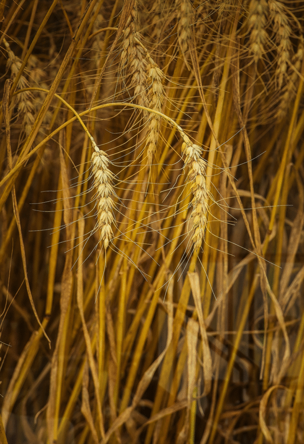 Golden Veins