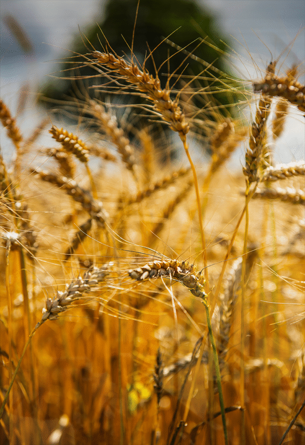 Fields of Gold