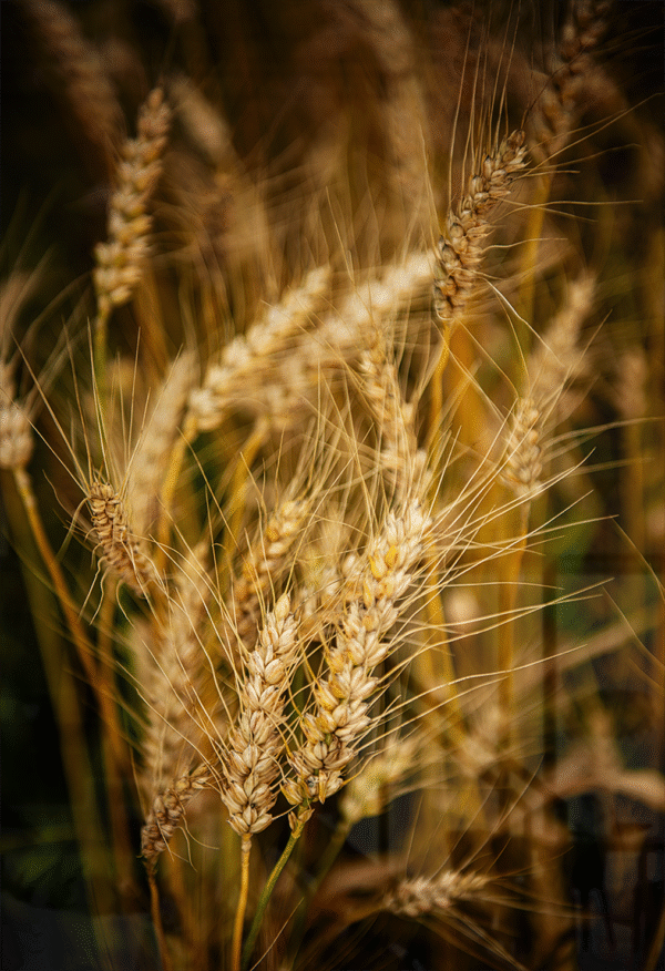 Whispers of Harvest